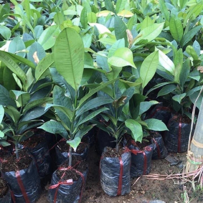 Cây măng cụt giống cao 30-50 cm quả to năng suất cao