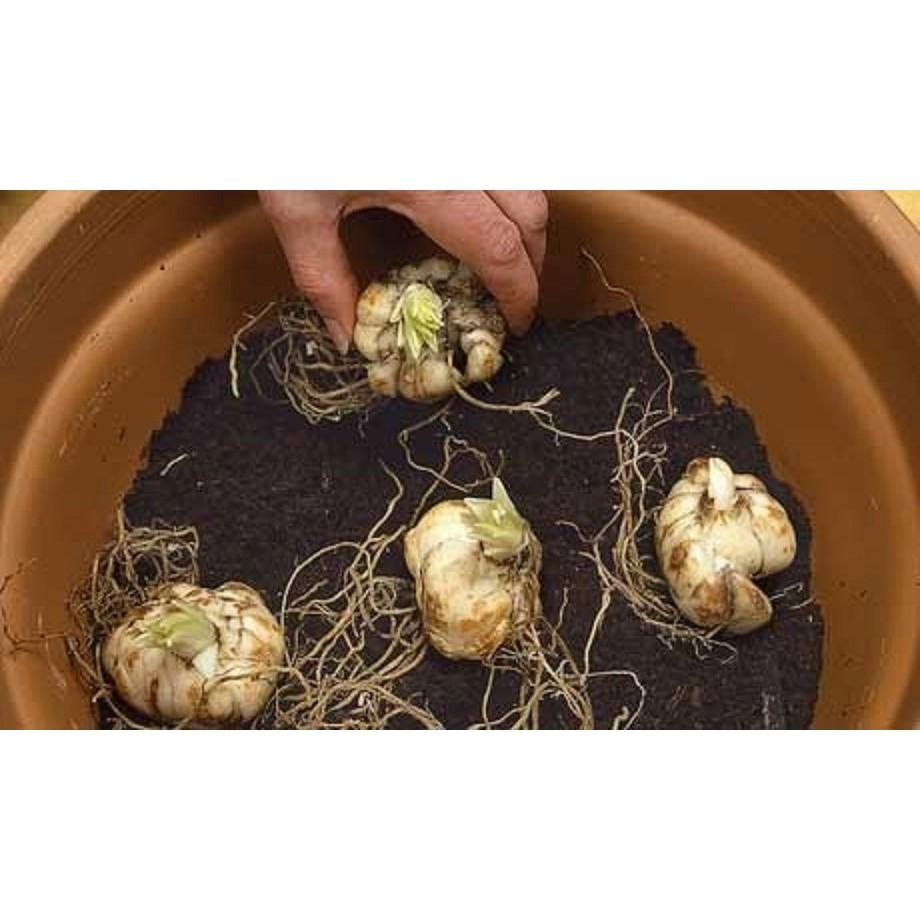 COMBO 5 CỦ GIỐNG HOA LY LÙN - HOA THƠM - CHUẨN GIỐNG HÀ LAN