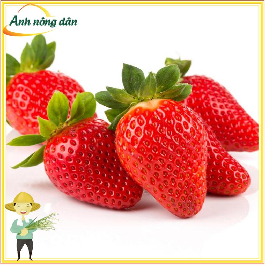 Túi 100 Hạt giống dâu tây đỏ F1 dễ trồng, chịu nhiệt - Anh nông dân chính hiệu