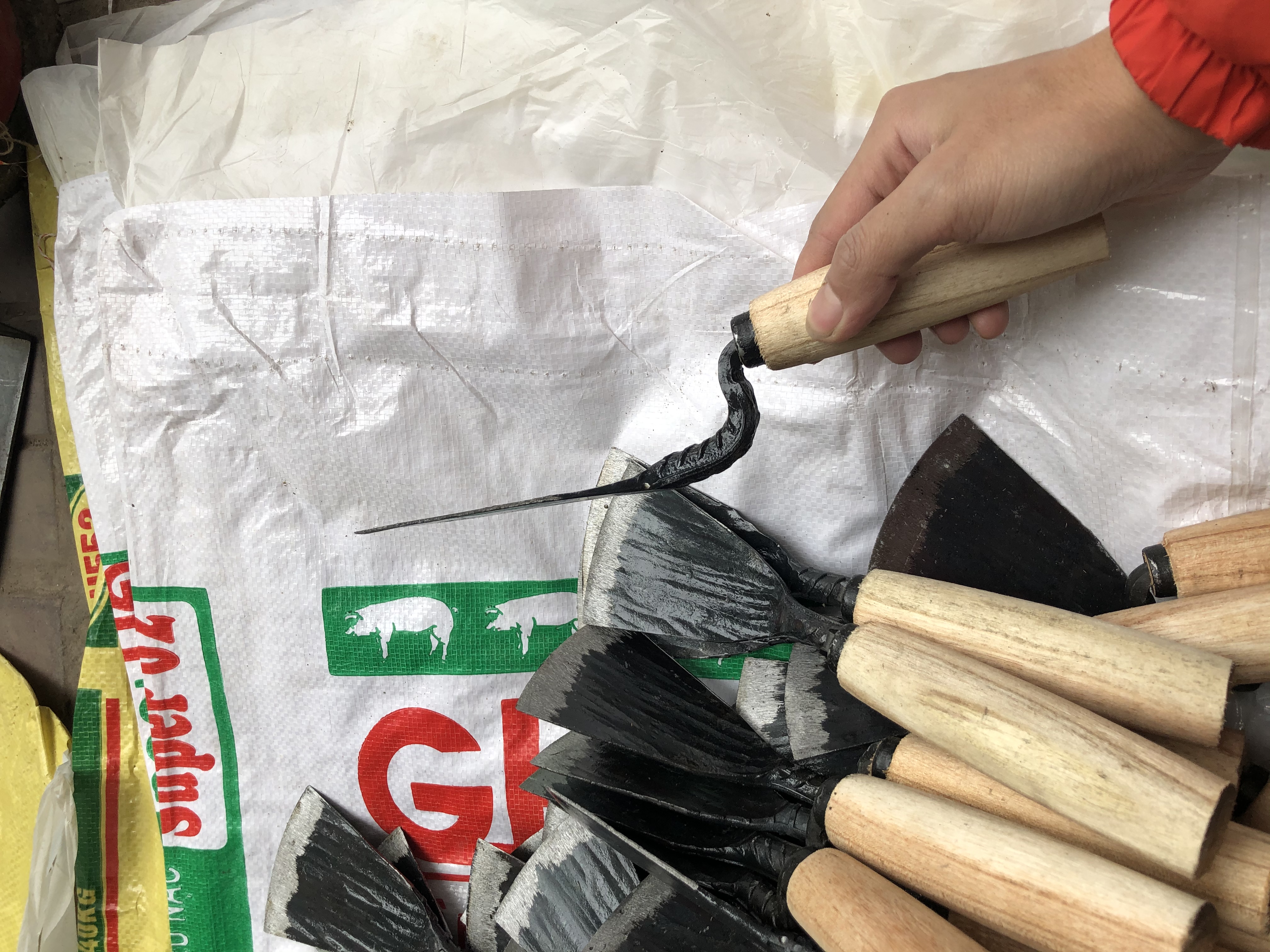 Sén trồng cây size to nhất