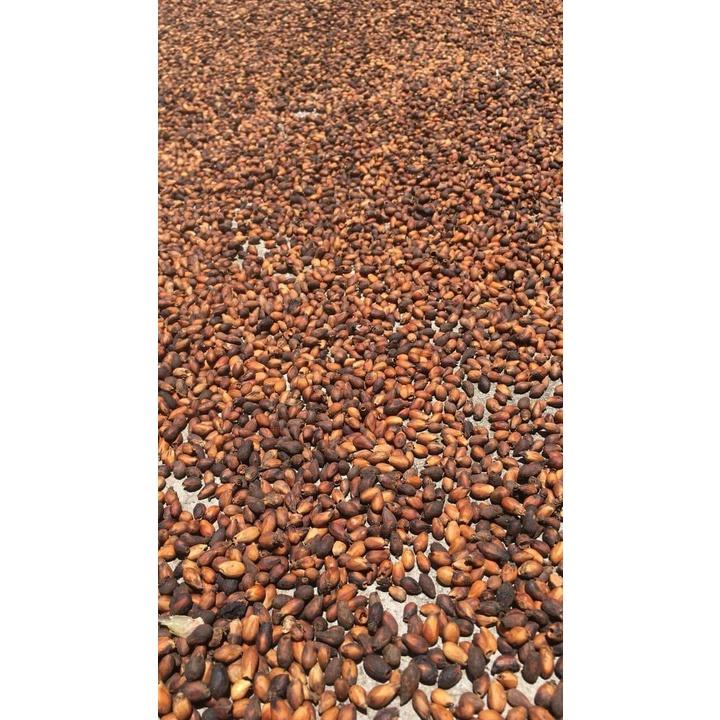 1kg Hạt giống lõi thọ