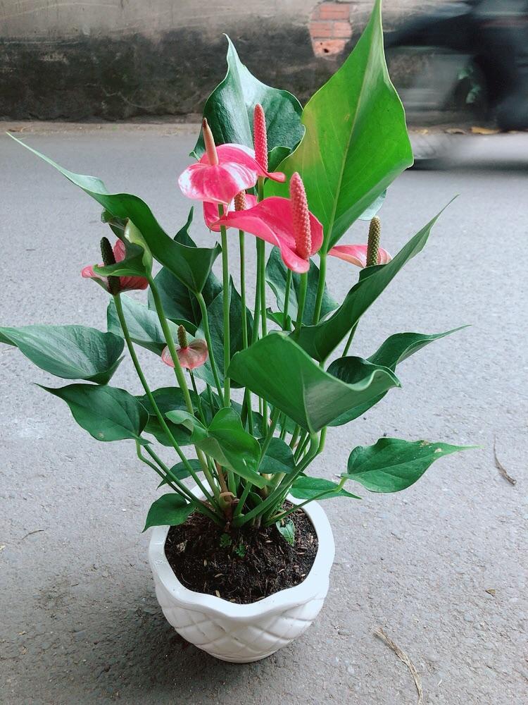 Chậu Cây Hồng Môn Size Lớn