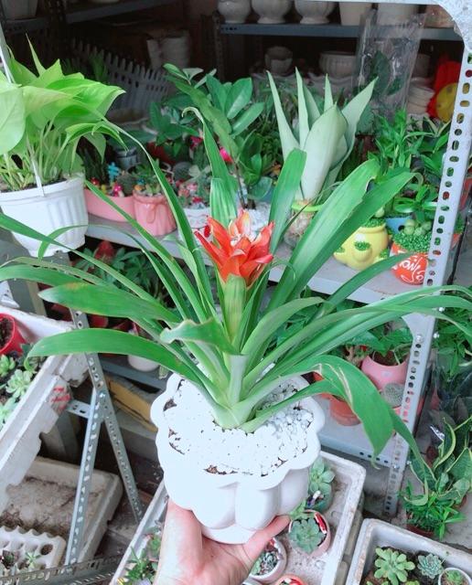 Chậu Phong Lộc Hoa