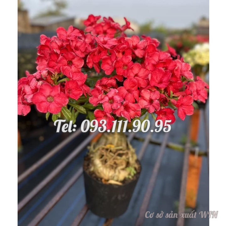 Hạt giống hoa sứ đỏ Taiwan nhiều hoa - Bịch 10 hạt – Mã số 2086