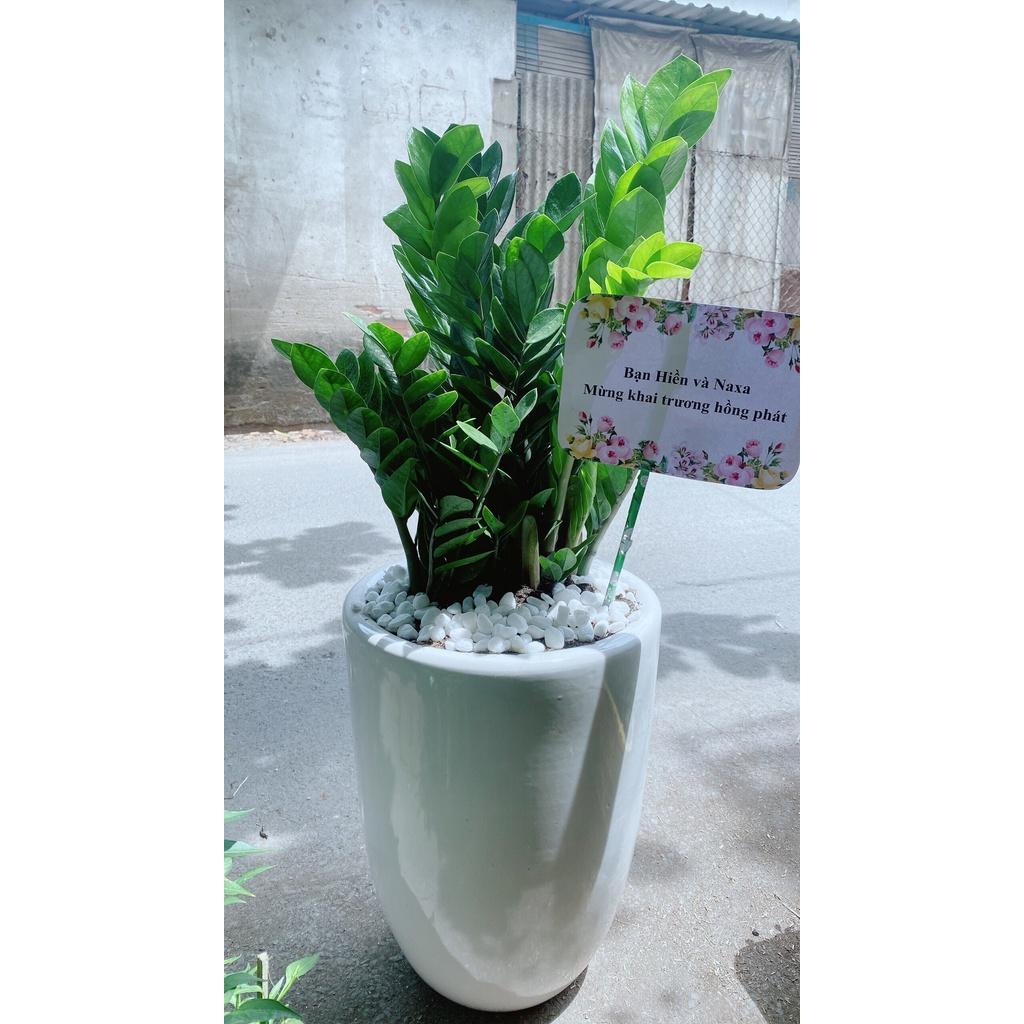 Chậu Cây Kim Phát Tài Cao 1m