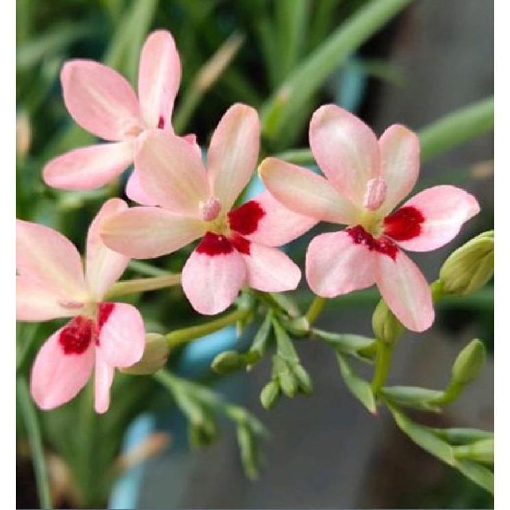 Củ giống hoa lan nam phi hoa màu hồng nhạt