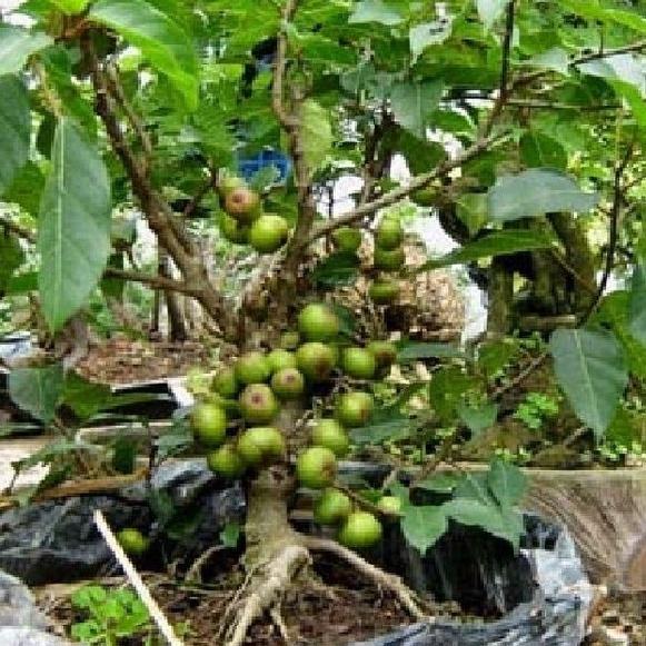 Hạt giống sung bon sai  dể trồng f1-gói 10 hạt/tặng kèm gói phân bón lót