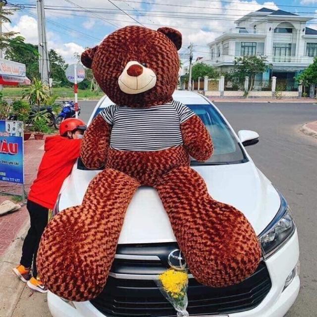 Gấu teddy, màu nâu socola size 1m4 - 1m6 -1m8 siêu to, chất liệu mềm mịn