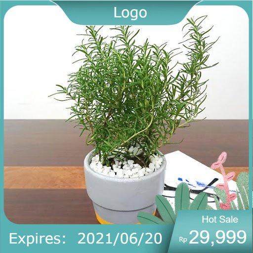 Cây hương thảo - Rosemary cao 60cm