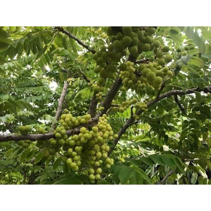 Cây giống chùm ruột chua