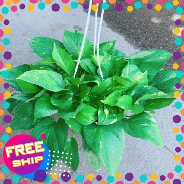 Chậu Trầu Bà Thái Size Đại