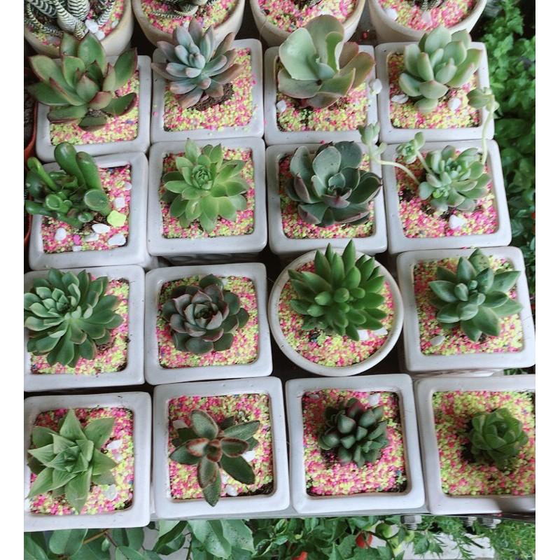 Combo 10 Chậu Sen Đá