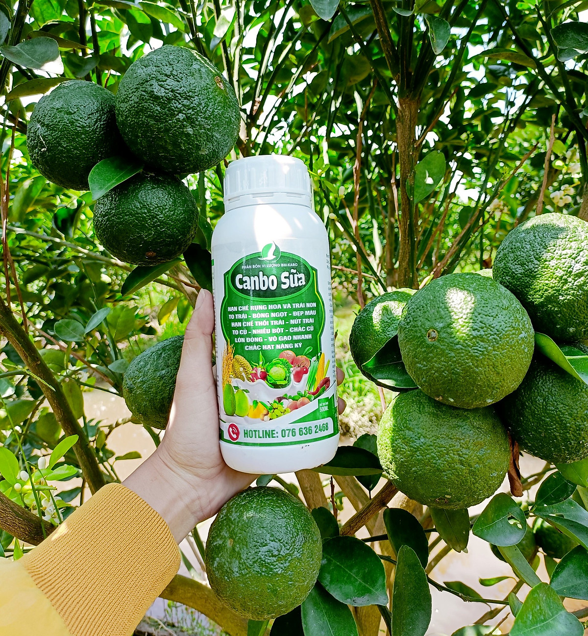 PHÂN BÓN GIÚP TĂNG TỈ LỆ ĐẬU HOA, HẠN CHẾ RỤNG TRÁI, NỨT TRÁI - CANBO SỮA 500ML