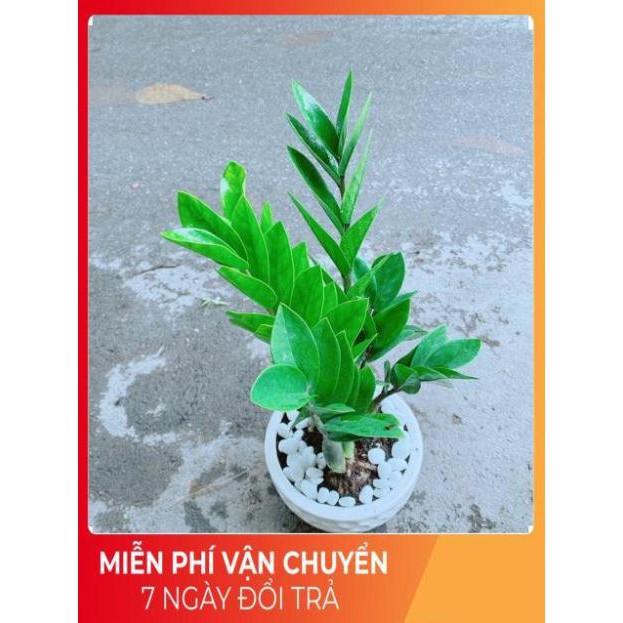 Chậu Kim Tiền