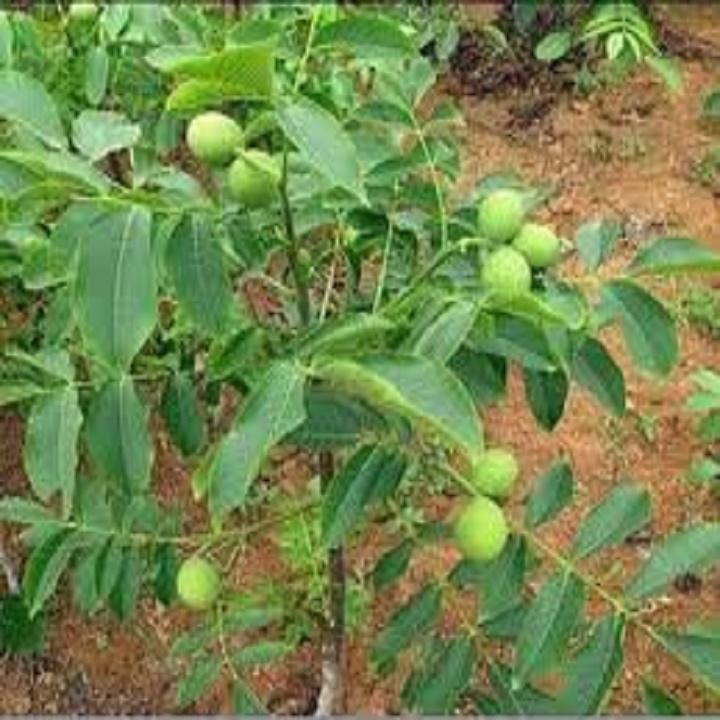 CÂY GIỐNG QUẢ ÓC CHÓ SIÊU QUẢ