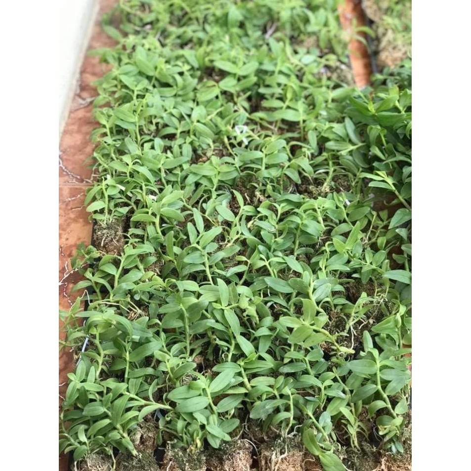 Combo 2 chậu 5ct gieo hạt