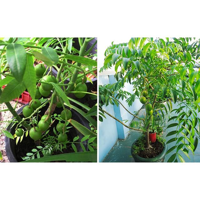 Cây giống CÓC THÁI siêu quả - hàng cây giống F1