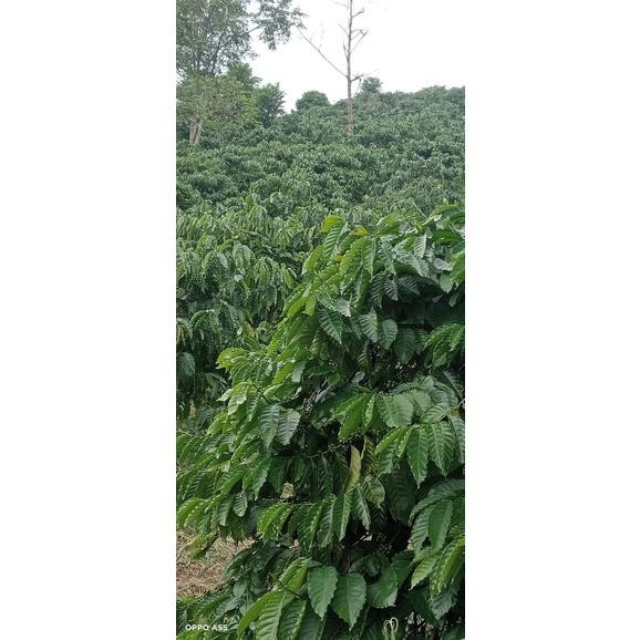 Cây cà phê vối TR4