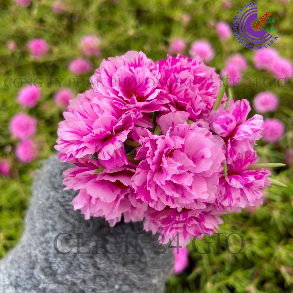 Hoa Mười Giờ 1 kg Cành Thái Kép MÀU HỒNG VẰN MỚI Cành Tơ Siêu Khỏe Ra Rễ Sau 3 Ngày GIA DỤNG THÔNG MINH PKM