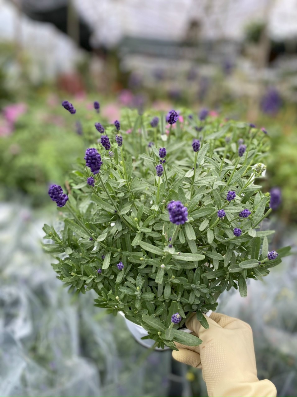 Lavender - oải hương cây thật