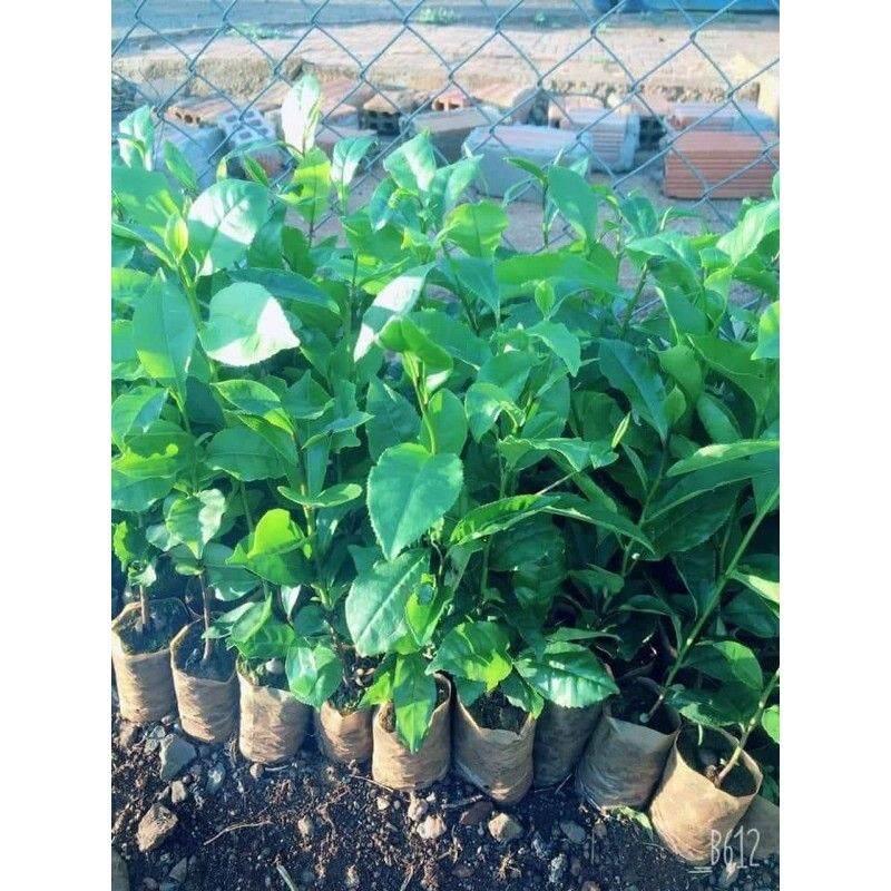Cây giống trà xanh cây cao trên 35cm, bầu ổn định