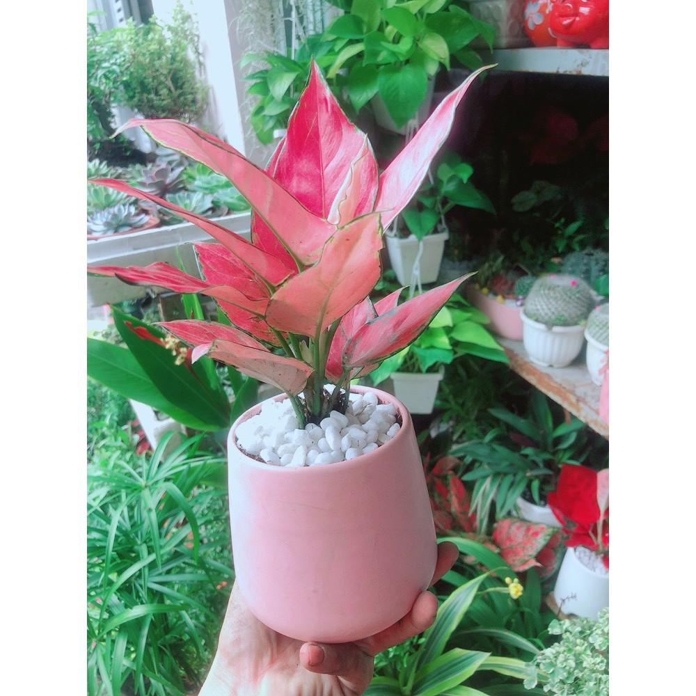 Chậu Vạn Lộc Hồng
