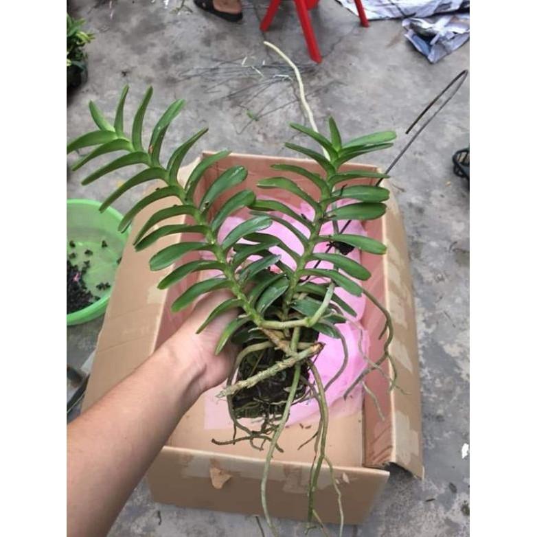 Hoa phong lan cù lao minh