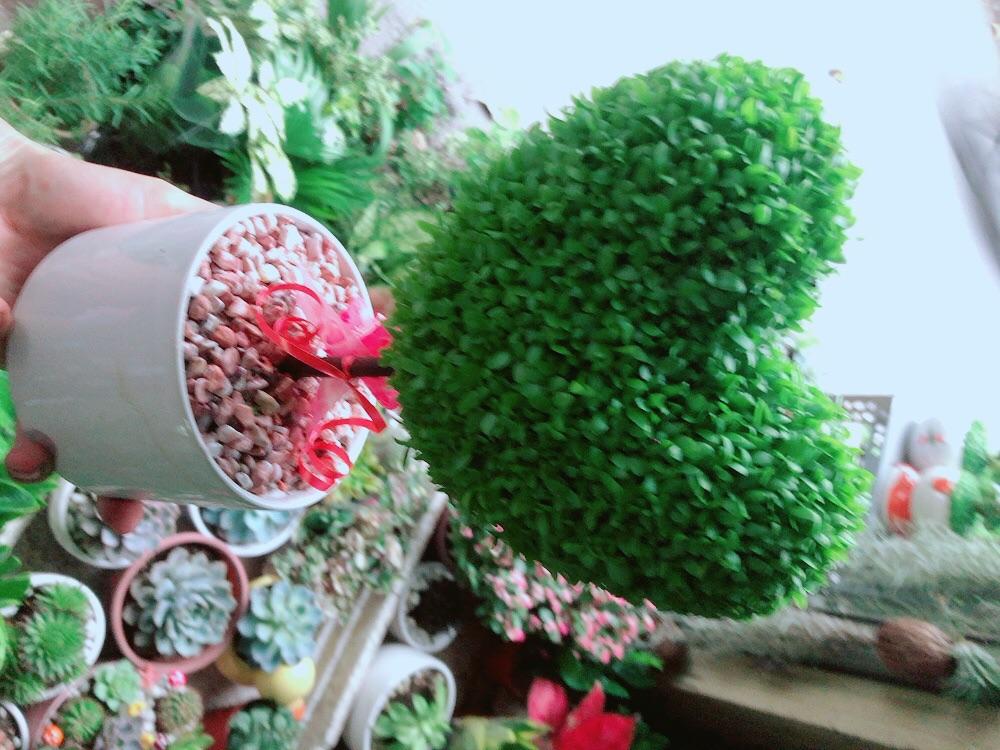 Chậu Cây May Mắn Trái Tim