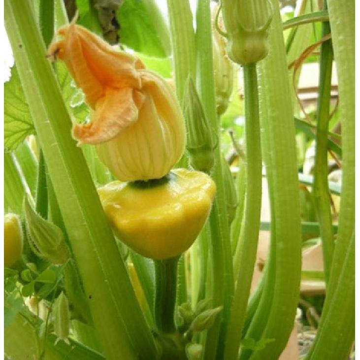 Hạt giống bí đĩa bay mix màu KNS323- Gói 10 hạt