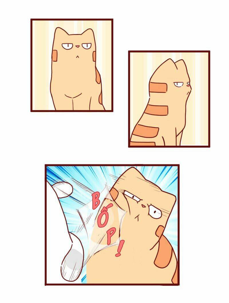 saphie: chú mèo một mắt chapter 22 3