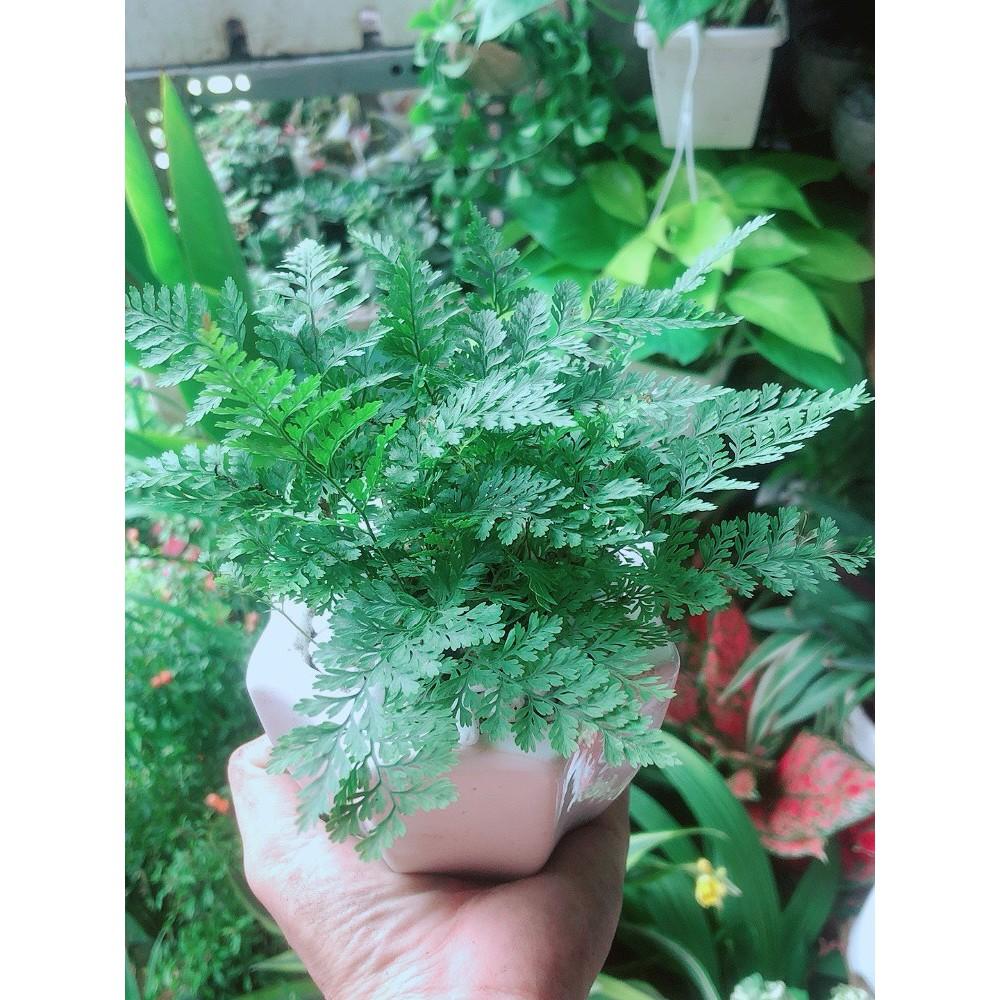 Chậu Cây Dương Sỉ