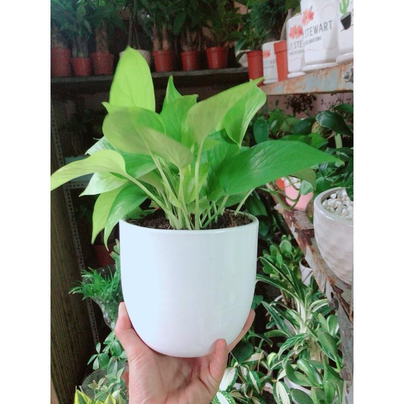 Chậu Cây Trầu Bà Thái