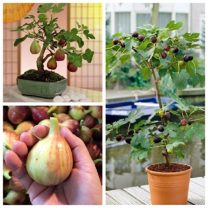 CÂY GIỐNG SUNG MỸ CAMY QUẢ TO SIÊU NGỌT