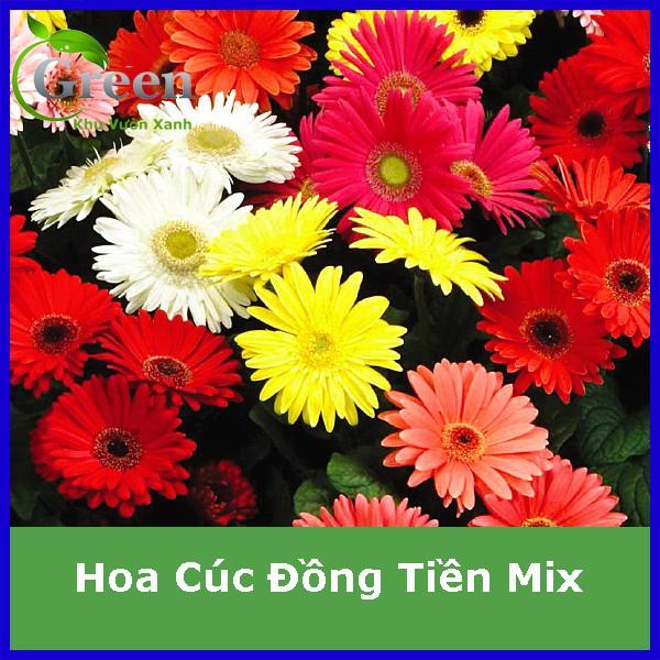 Hạt Giống Hoa Cúc Đồng Tiền Nhiều Màu F1