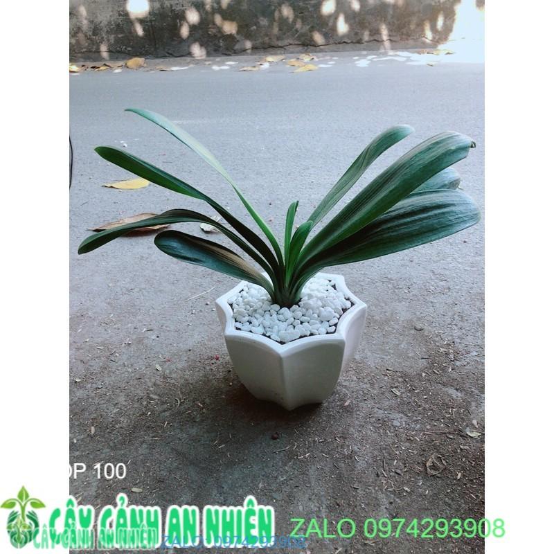 Chậu Cây Lan Quân Tử
