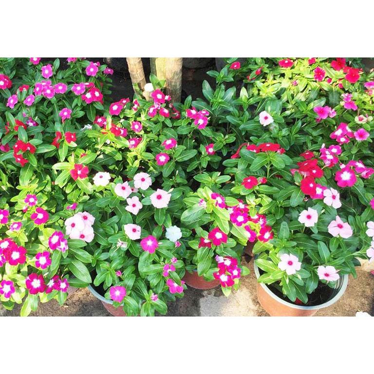 Hạt giống hoa dừa cạn lùn mix nhiều màu ngẫu nhiên, nhanh ra hoa, nảy mầm tốt, dễ trồng