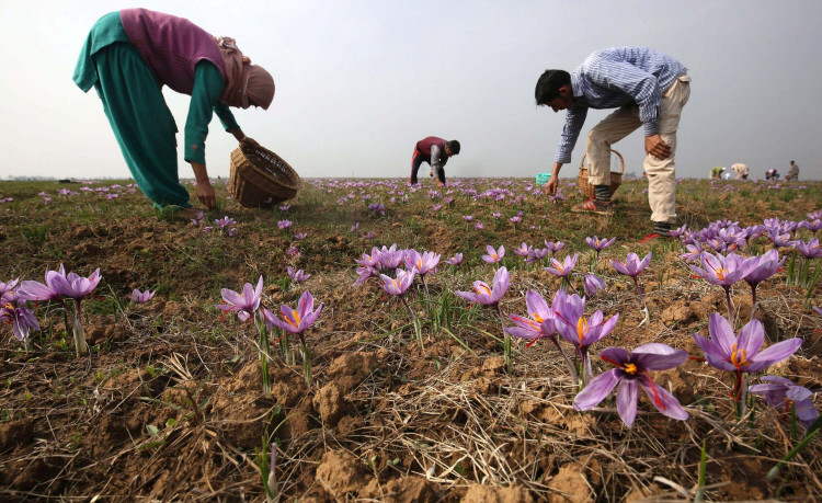 Thu hoạch nhụy hoa nghệ tây Saffron Thu hoạch nhụy hoa nghệ tây Saffron