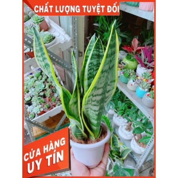 Lưỡi Hổ Cao