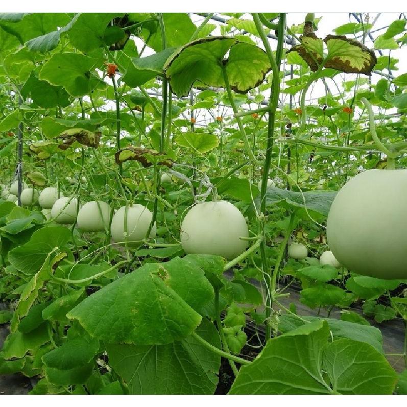 Hạt giống Dưa lê siêu ngọt 20 hạt/gói
