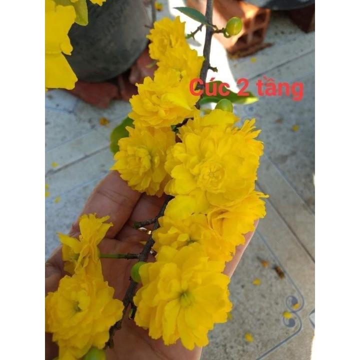 Cây giống Mai Cúc 2 Tầng