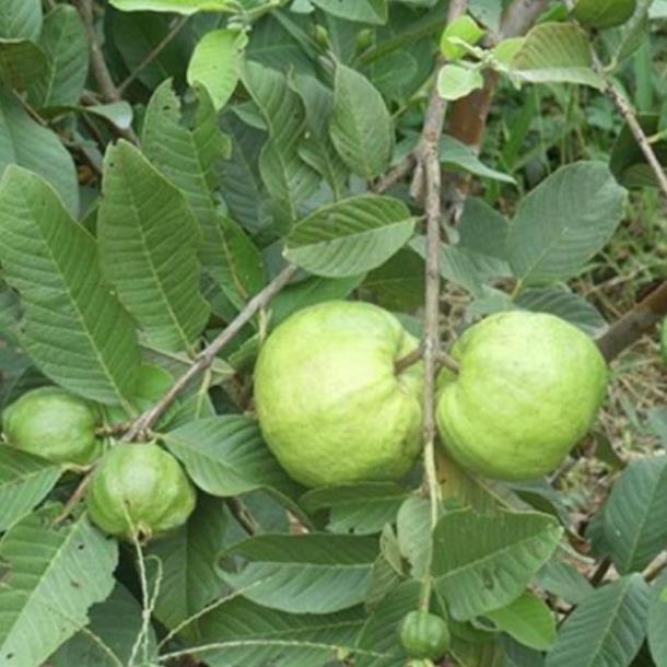 Cây ổi nữ hoàng mau cho trái