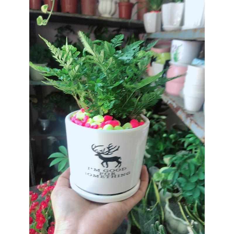 Chậu Cây Dương Sỉ