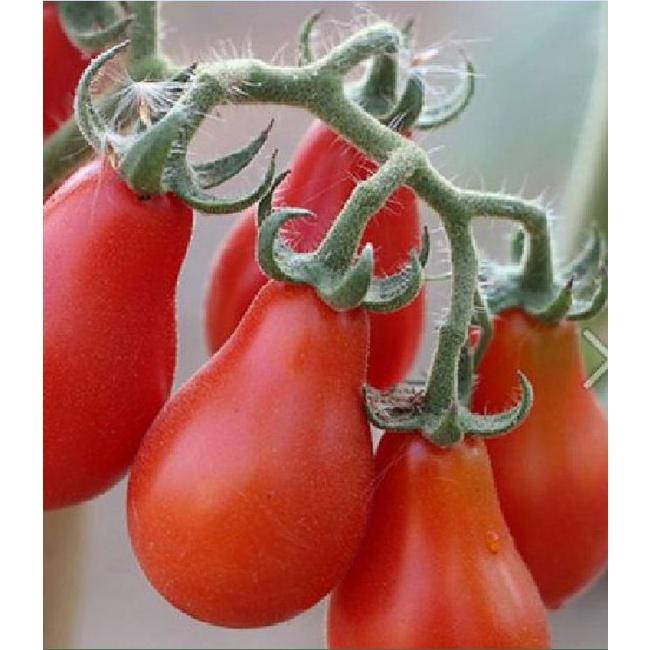 Hạt giống cà chua quả lê đỏ dể trồng f1- Gói 20 hạt-tặng kèm gói phân bón lót