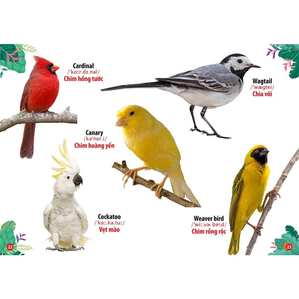 Sách - Thư Viện Hình Ảnh Song Ngữ Đầu Tiên Của Bé - Loài chim