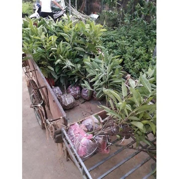 Hoa mẫu đơn màu vàng, bầu cây lớn