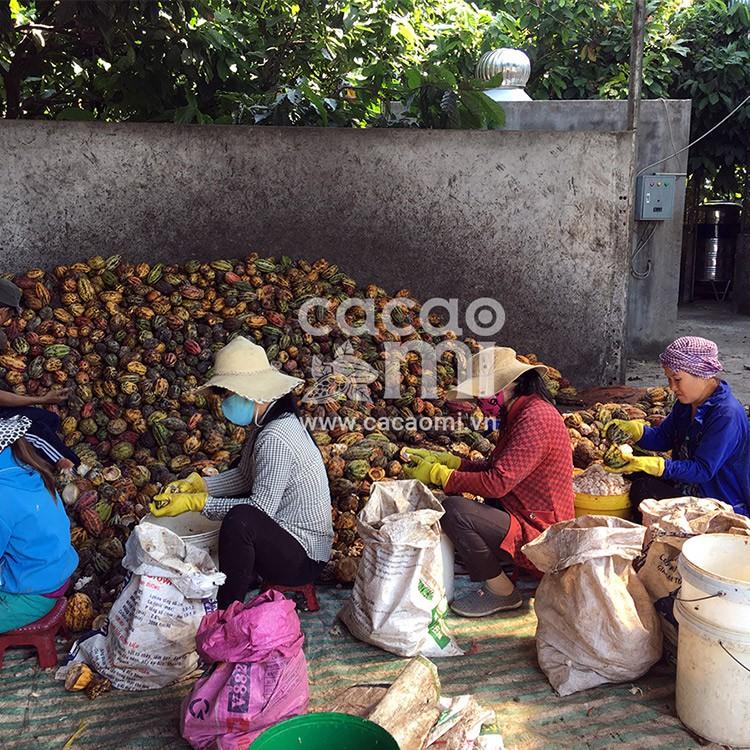 Thức uống socola - Bột cacao sữa hoà tan 3in1 thơm ngon CacaoMi đặc sản Việt Nam chuẩn xuất khẩu hộp 217g