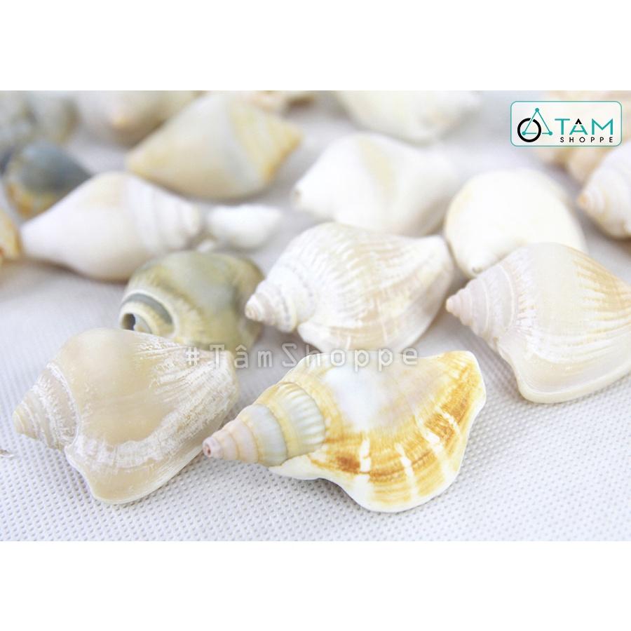 Vỏ ốc nhảy ngắn trang trí phong cách biển hủ 220-240g HOS-06