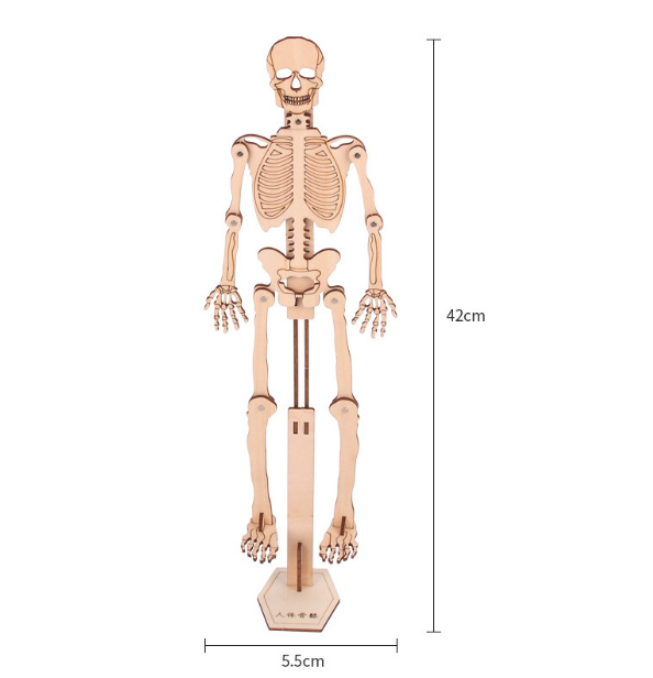 Đồ chơi khoa học Stem gỗ an toàn với trẻ,bộ đồ chơi lắp ráp giúp bé hiểu về cấu tạo hệ cơ xương