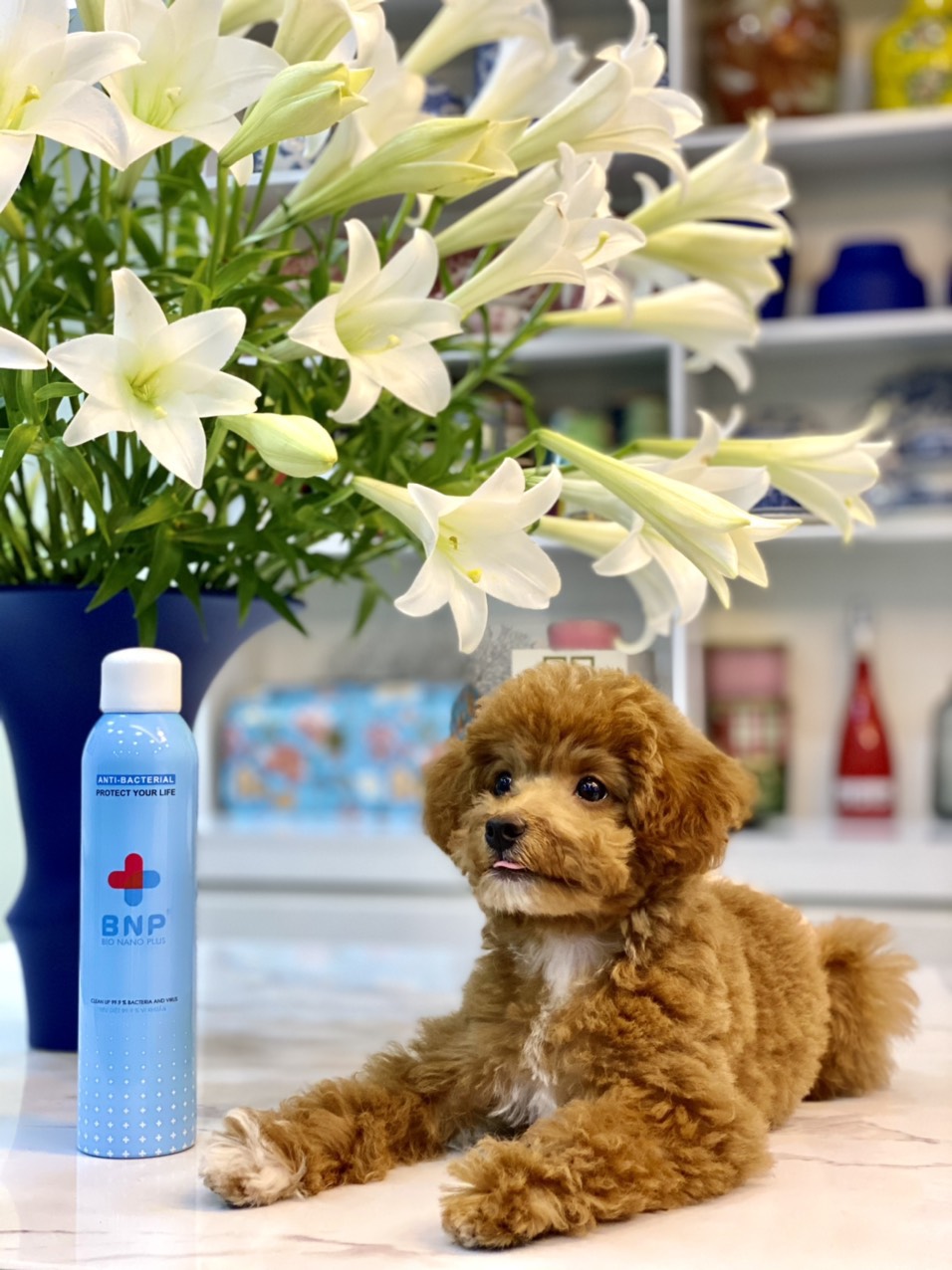 Xịt khử mùi hôi, mùi nước tiểu thú cưng BNP Pet