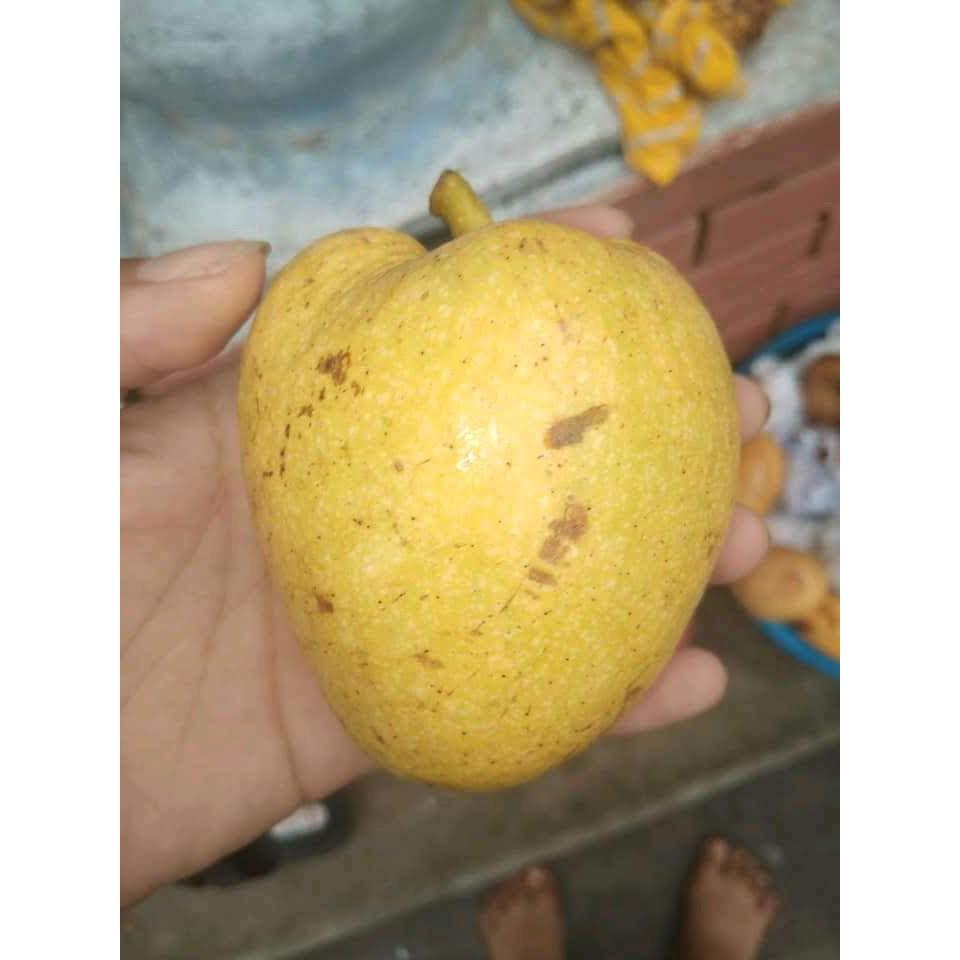 CHUẨN Bình bát khô